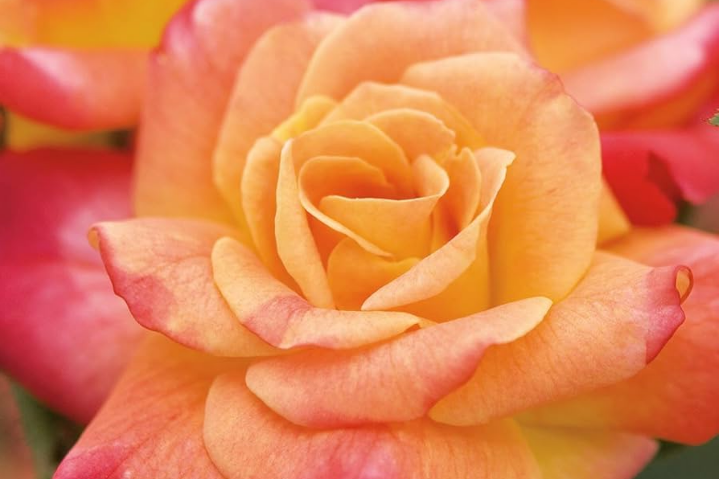 Joseph's Coat Climbing Rose 1.5 Gal | Multicolor Pink Yellow Orange Fragrant Own Root Hardy Zones 5-9
