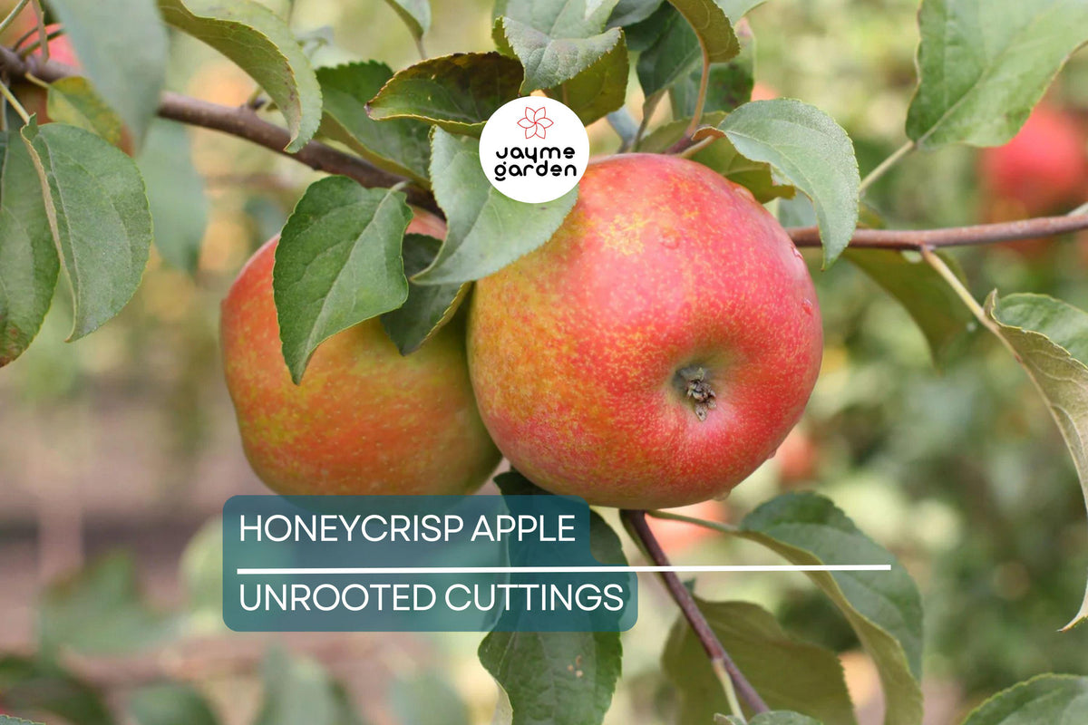Honeycrisp Apple Tree Cuttings 6-9" Organic Scion Wood - Winter Hardy Grafting Material (Malus domestica) for Sweet Apples