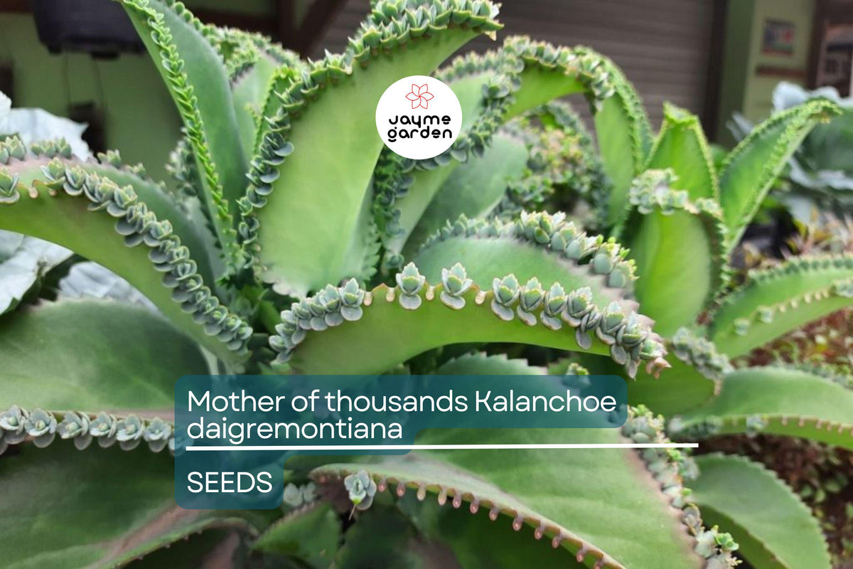 Mother of Thousands Seeds - 25 Rare Kalanchoe daigremontiana Succulent Seeds, Mexican Hat Plant for Indoor & Outdoor Gardens