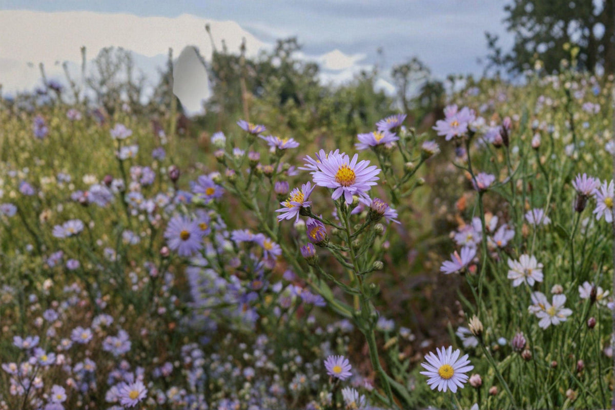 Smooth Blue Aster Seeds - 100 Count - Symphyotrichum laeve - Native Perennial Pollinator Wildflower for Late Summer Color