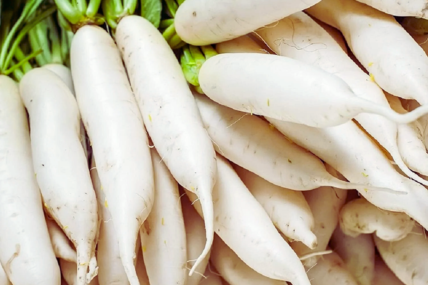 Long White Radish Seeds - 300+ Non-GMO Heirloom Vegetable Seeds for Garden Planting Raphanus sativus