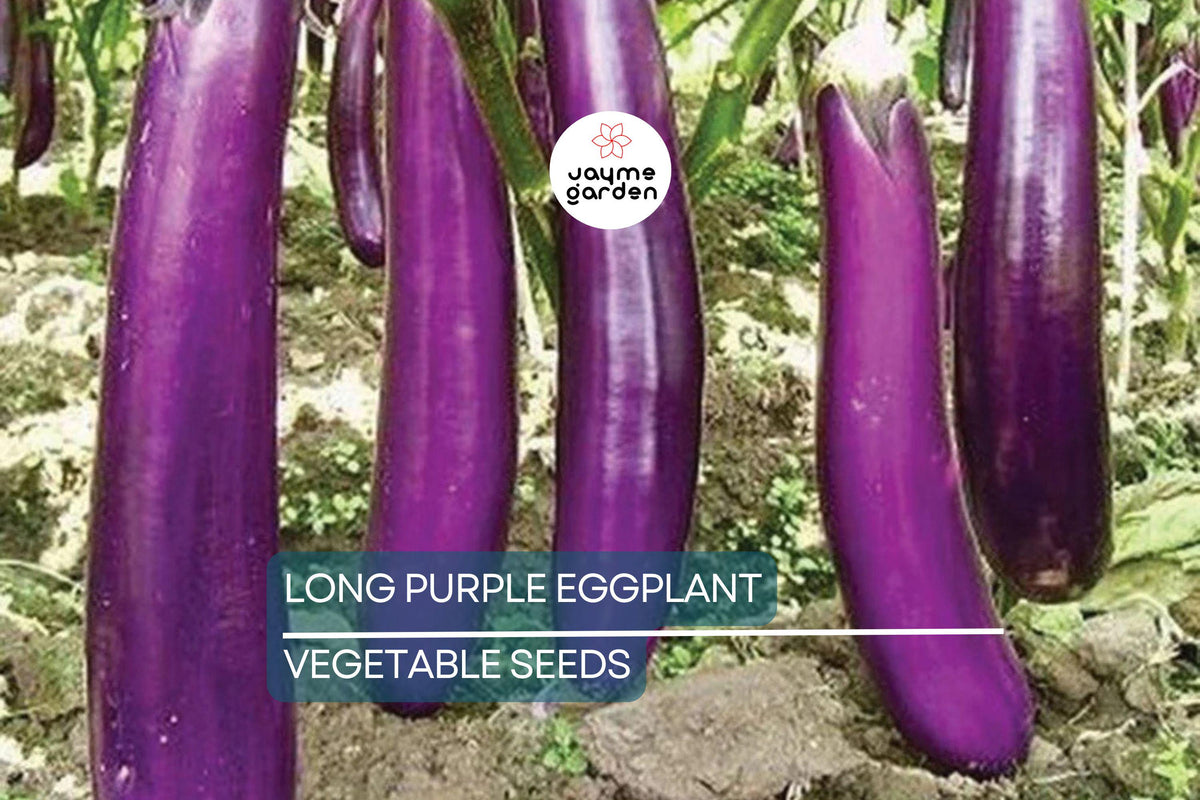 50 Long Purple Eggplant Seeds - Heirloom Non-GMO Vegetable Seeds for Home Garden (Solanum melongena) - High Yield, USA Seller