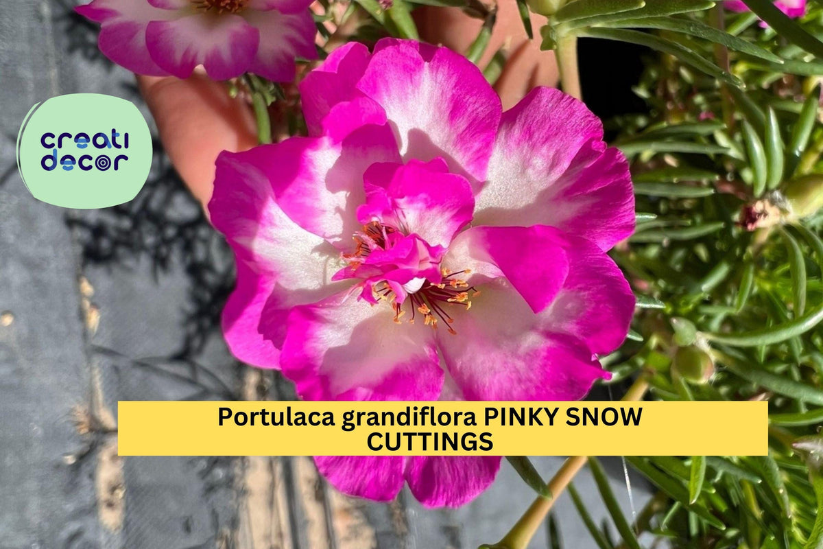 10 Pinky Snow Portulaca Cuttings | 5" Unrooted Grandiflora Starts | Pink-White Blooming Succulent Ground Cover