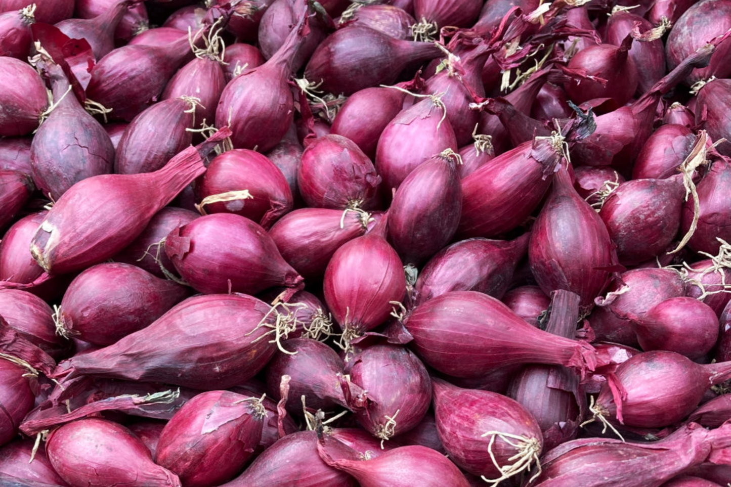 Red Onion Sets 8 oz. Red Baron Variety Non-GMO Long-Day Storage Onion Bulbs for Cooking & Gardening