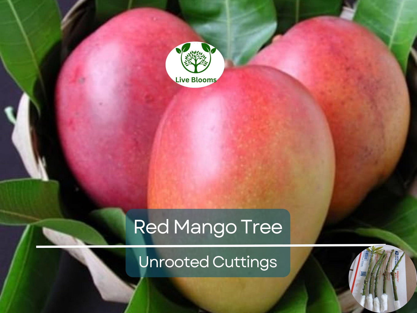 5 Red Mango Fruit Tree Scion Cuttings for Grafting or Rooting - Mangifera indica, Tropical Sweet Mango