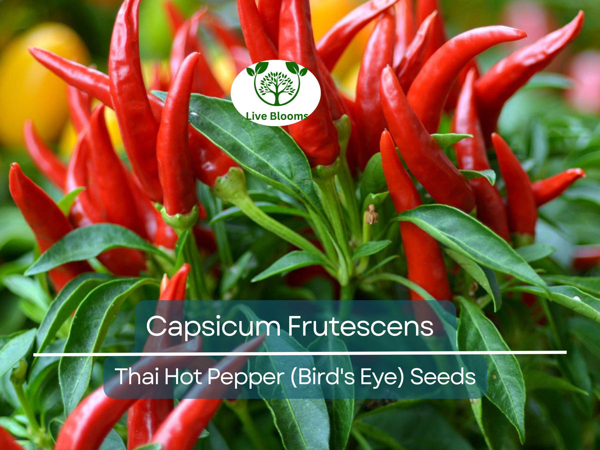 Thai Capsicum Frutescens Seeds - 30 Premium Bird's Eye Hot Pepper Seeds for Planting - Super Spicy Thai Chili for Sauces & Stir-Fries