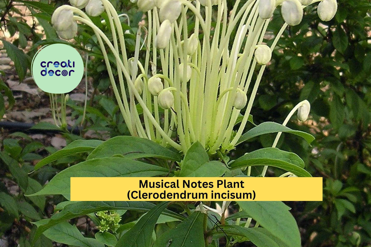 Musical Notes Plant Starter | Clerodendrum incisum | Tropical Flowering Shrub | Unique White Buds for Containers