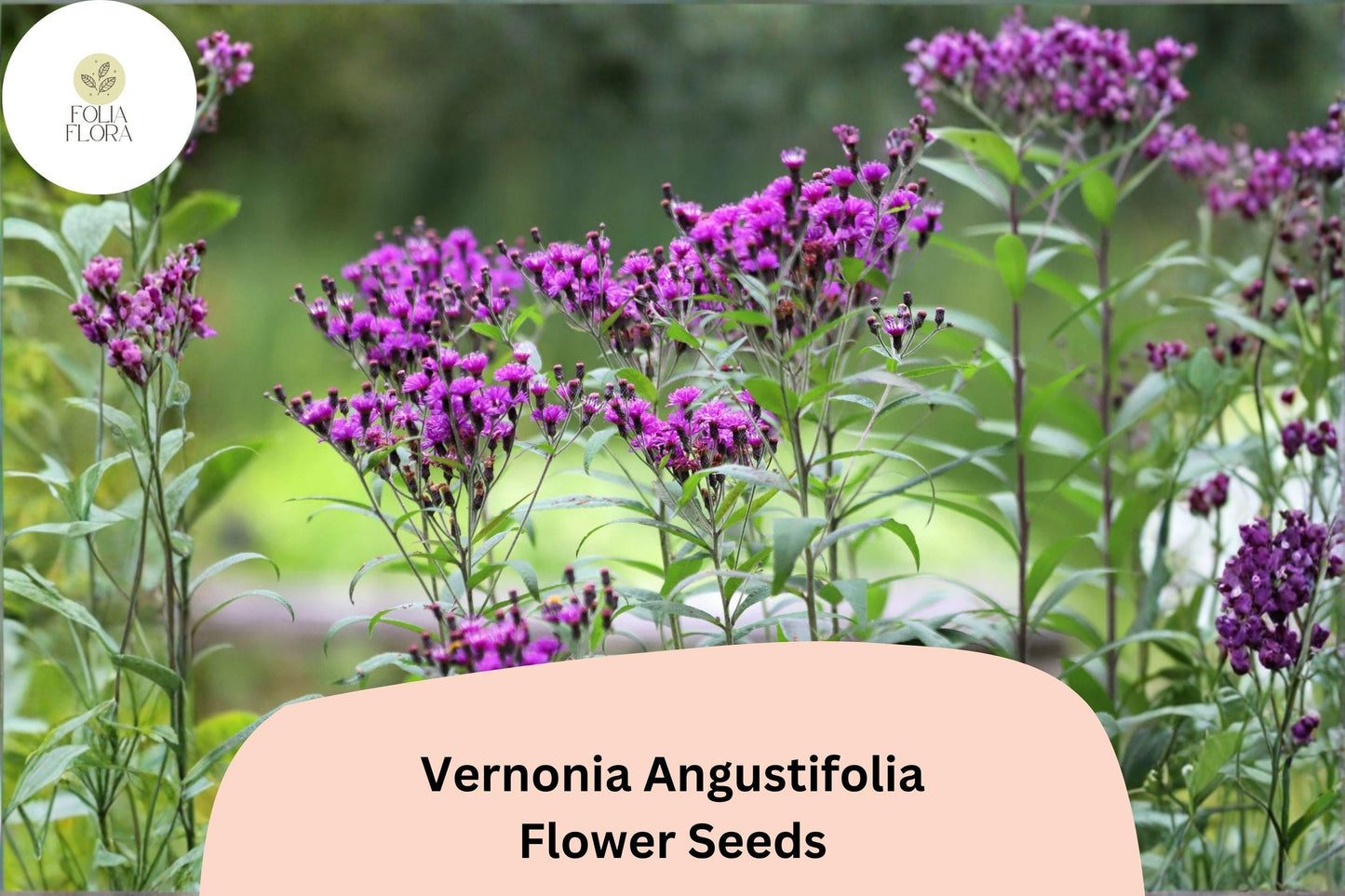 100 Vernonia angustifolia Seeds | Narrowleaf Ironweed Purple Native Wildflower for Pollinator Gardens