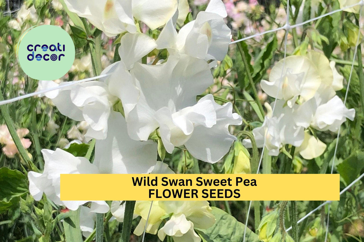 50+ Wild Swan Sweet Pea Seeds – Fragrant White & Lavender Climbing Vines for Trellises