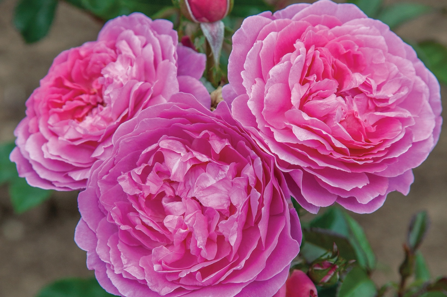 Orchid Romance Rose - 1.5 Gal Pot Fragrant Pink-Lavender Floribunda Reblooming Disease-Resistant Garden Rose Zones 5-10