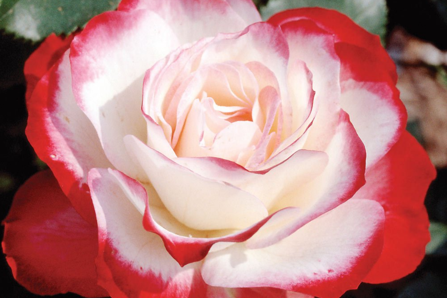 Cherry Parfait Rose - 1.5 Gal Pot, Fragrant Red & White Grandiflora, Own-Root, Heavy Reblooming, Disease-Resistant, Zones 5-10