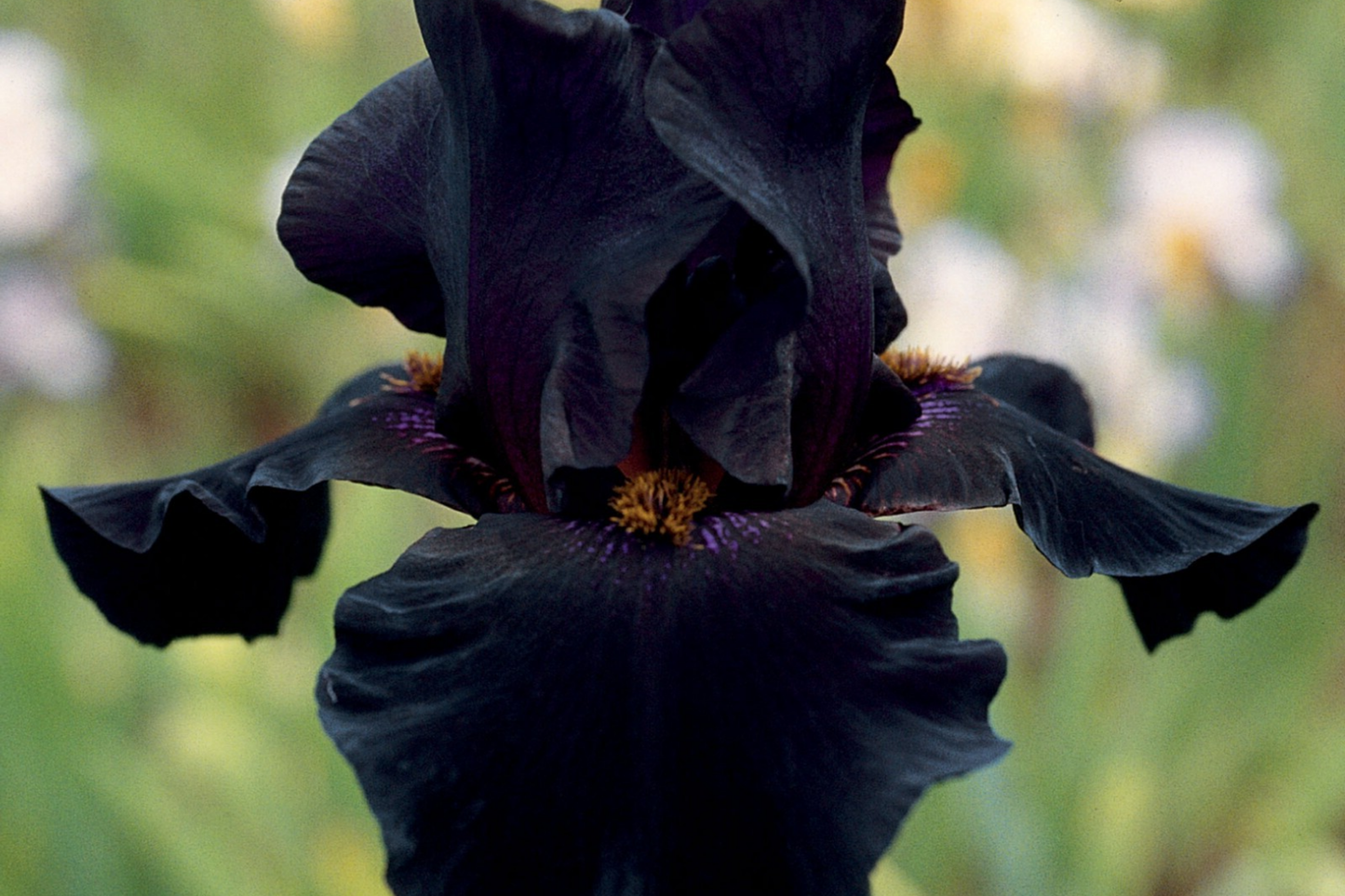 Old Black Magic Iris Quart Pot - Fragrant Black Bearded Iris, Hardy Perennial, Zones 3-10
