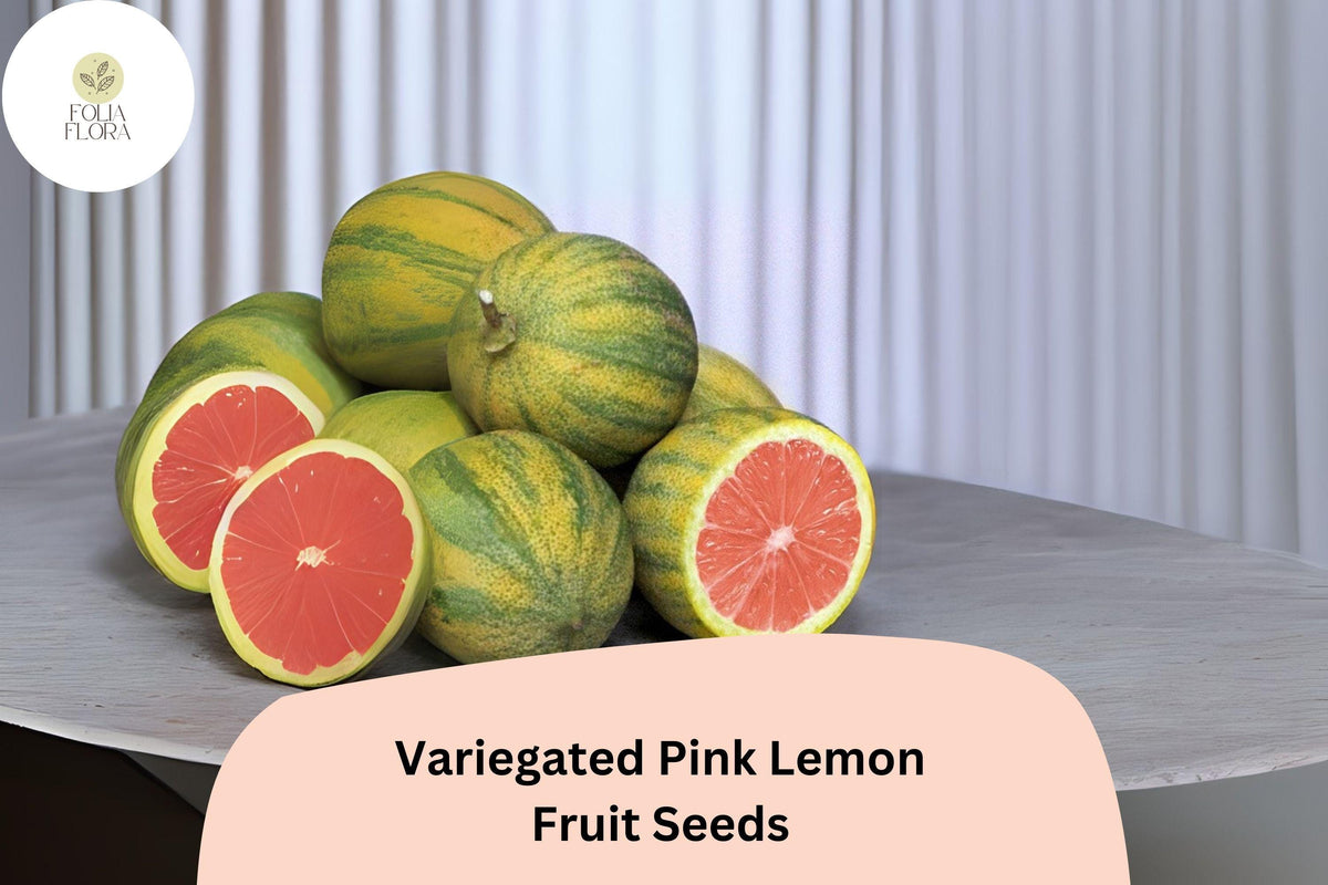 5+ Variegated Pink Lemon Seeds - Unique Pink Eureka Citrus - Fragrant, High-Yielding, Self-Pollinating Citrus Tree