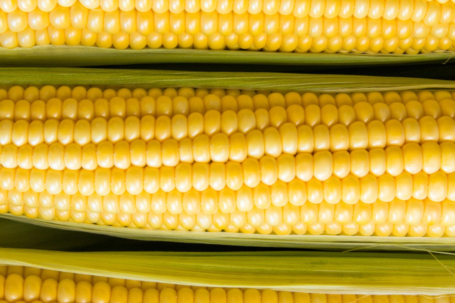 Baby Corn Seeds - Non-GMO Heirloom Seeds for Home Gardening & Pickling