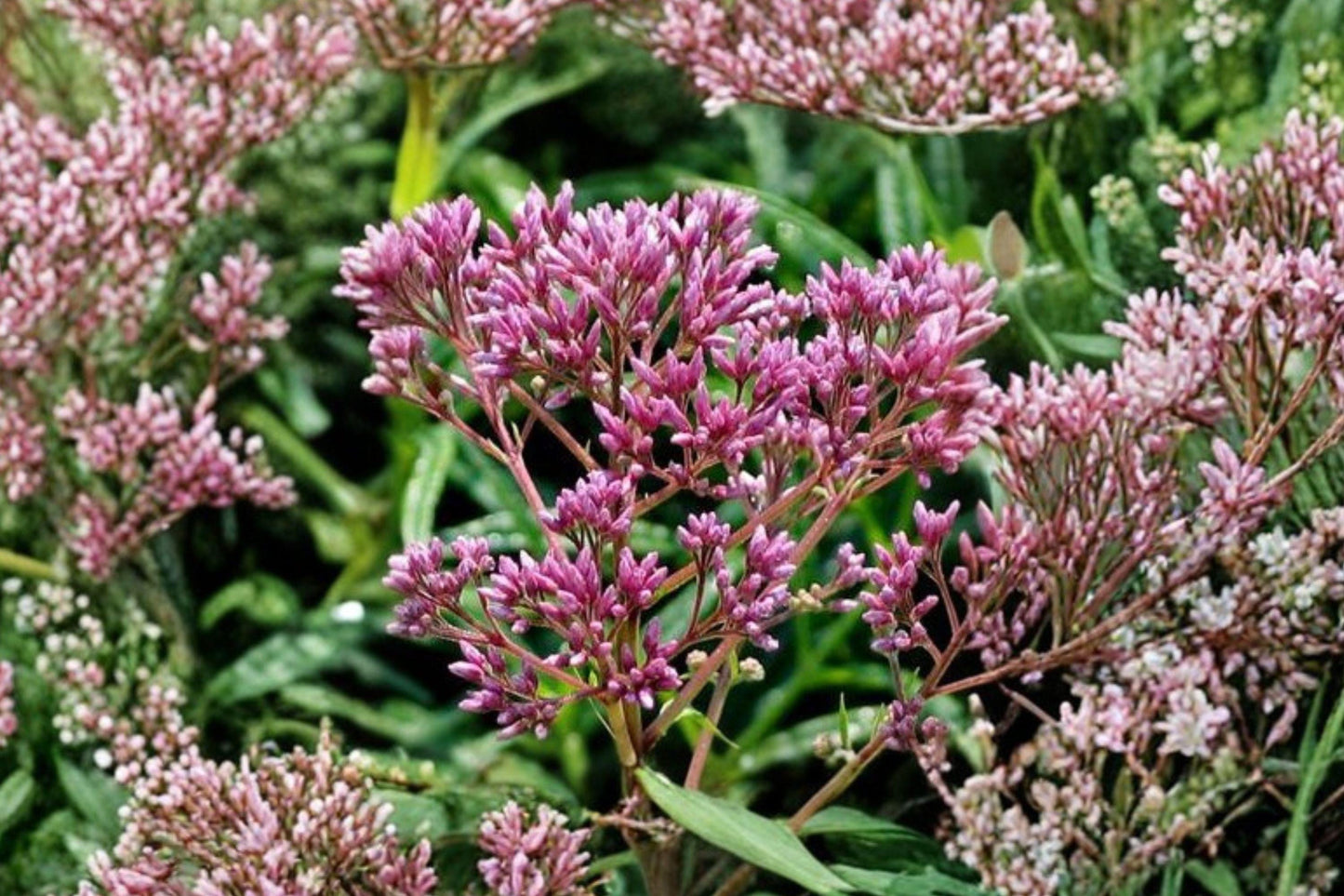 Joe Pye Weed Seeds – Eutrochium maculatum – Native Pollinator Wildflower for Gardens and Meadows