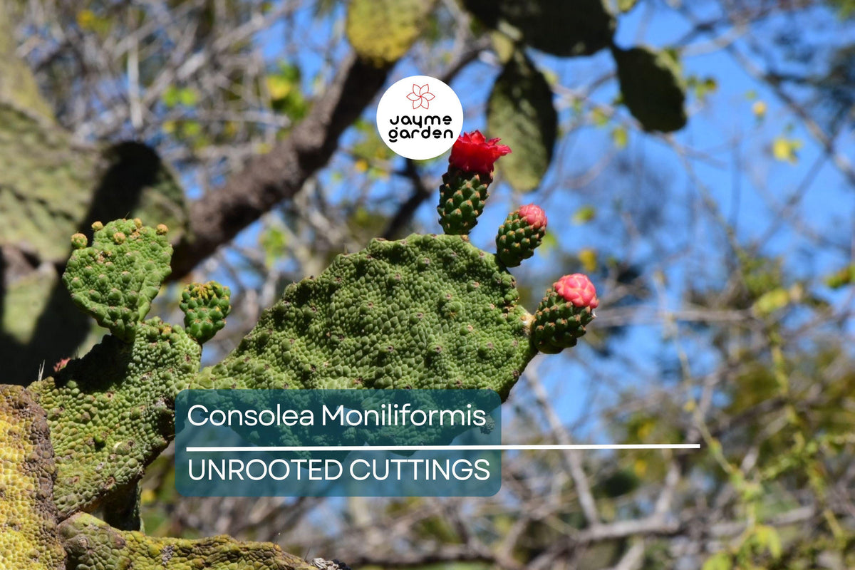 Unrooted Cactus Cutting 4-7" Pad Consolea moniliformis Rare Opuntia Cactus Fresh Cutting for Easy Rooting