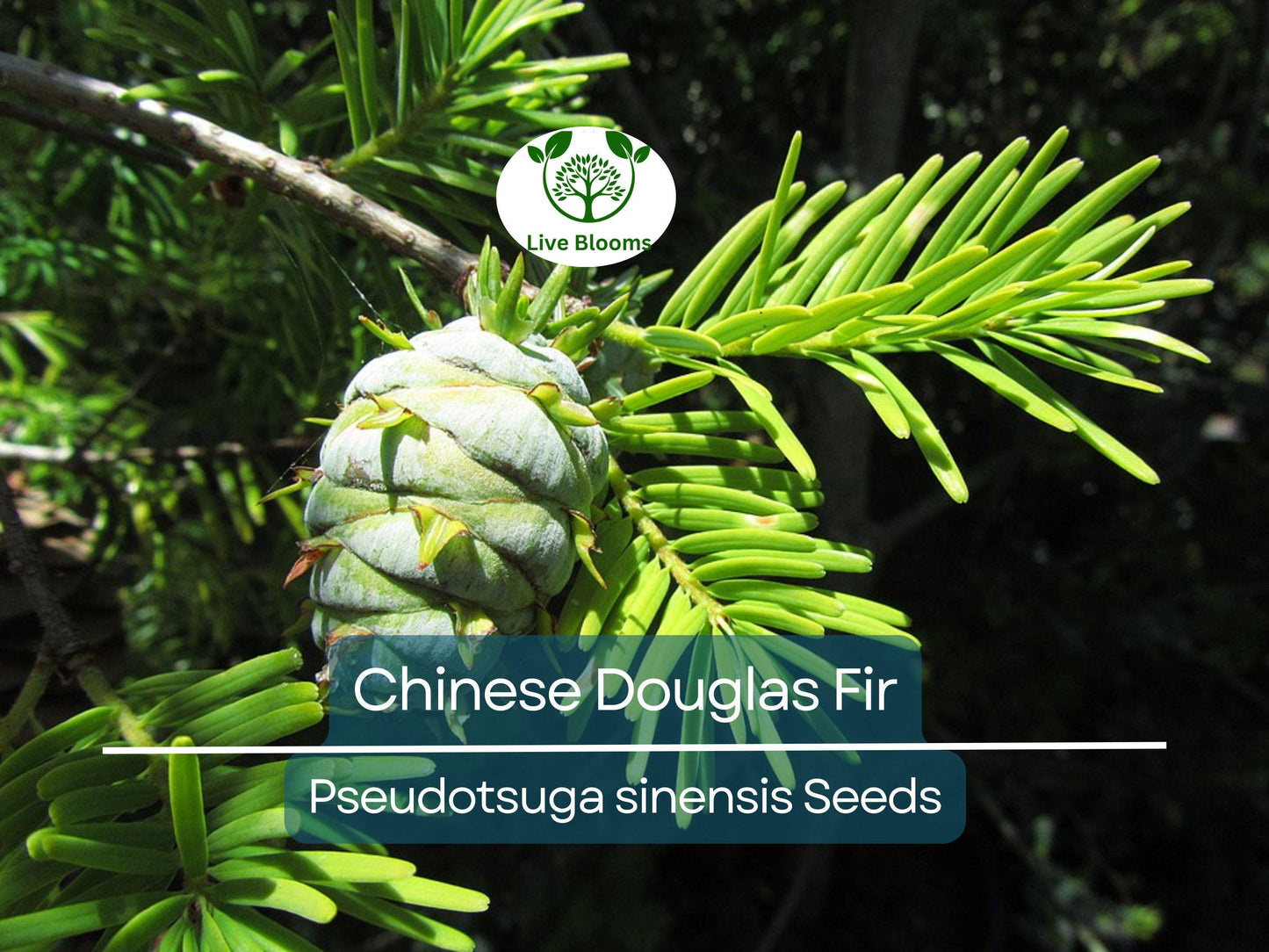20 Chinese Douglas Fir Tree Seeds (Pseudotsuga sinensis) | Hardy Evergreen Conifer for Landscaping & Reforestation