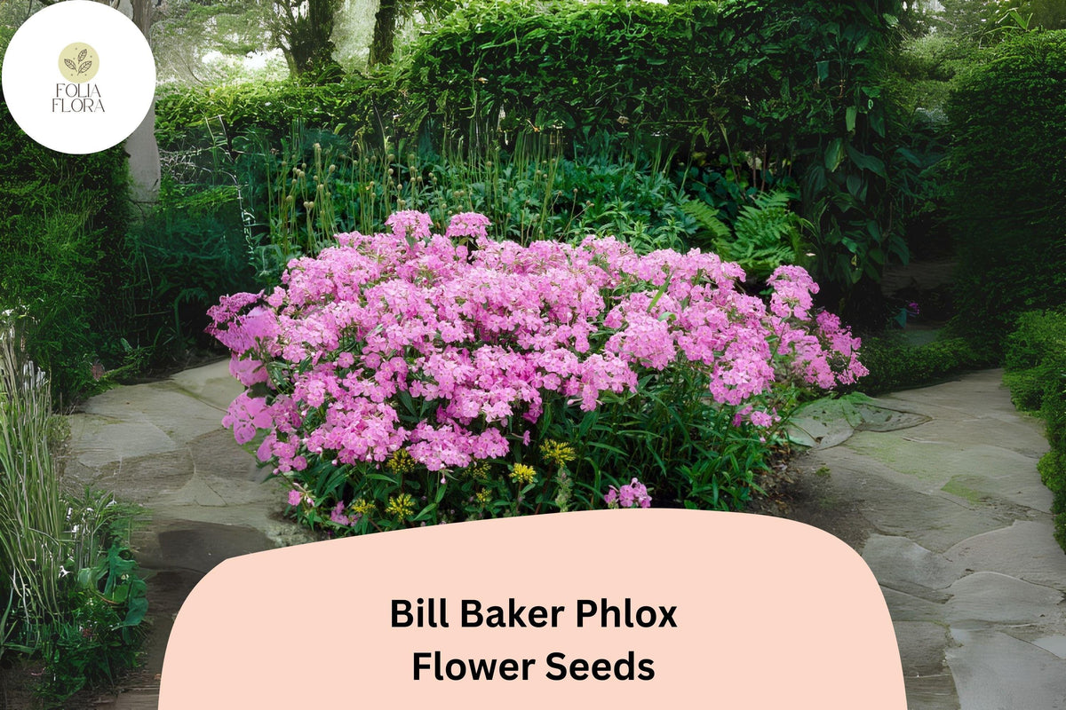 Bill Baker Phlox Seeds - 100+ Soft Pink-Lavender Perennial Flower Seeds (Phlox paniculata) for Garden Planting and Pollinators
