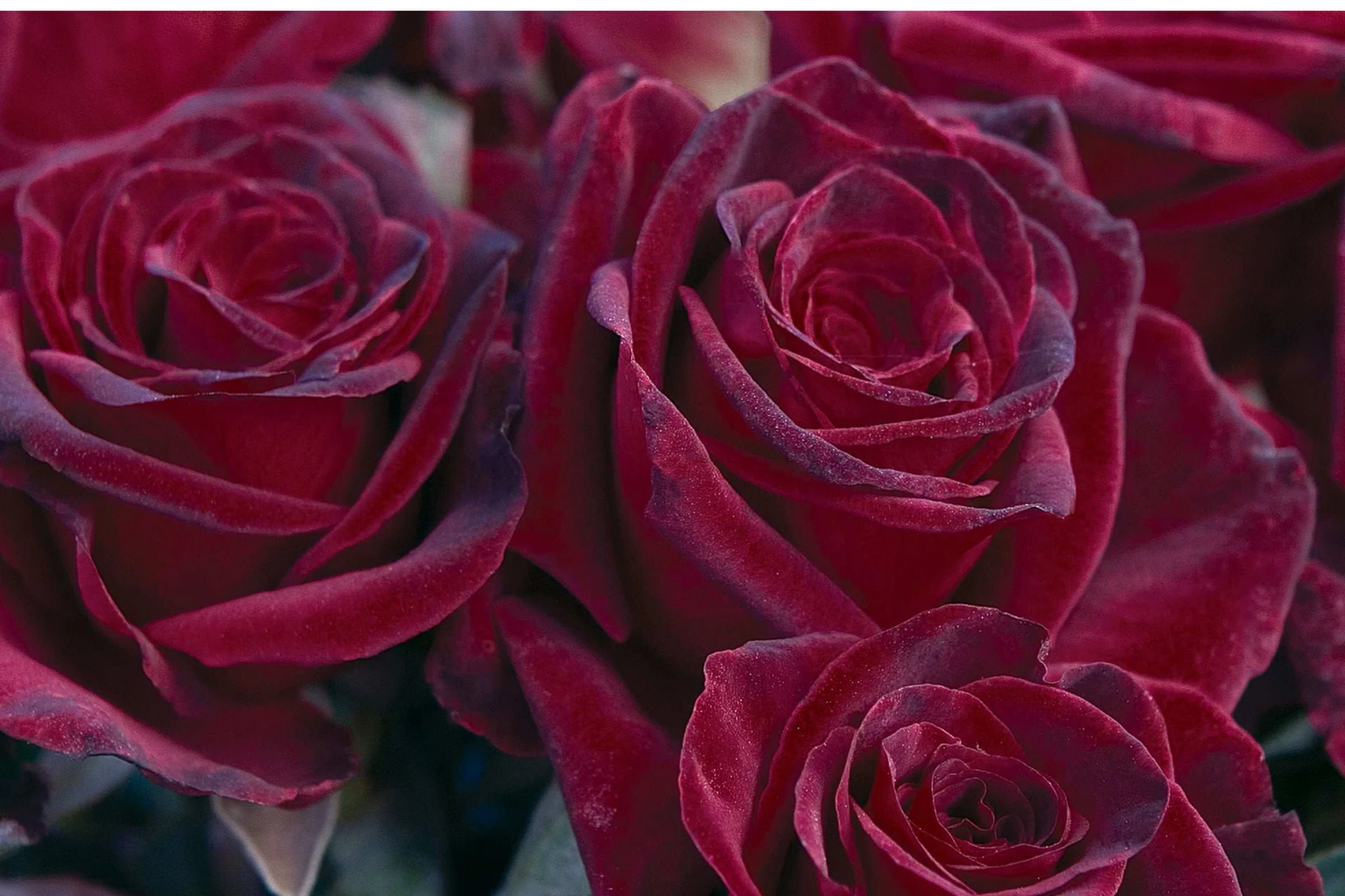 Black Baccara Rose 1.5 Gal Potted Deep Burgundy-Black Hybrid Tea Long-Lasting Cut Flowers Zones 6-10