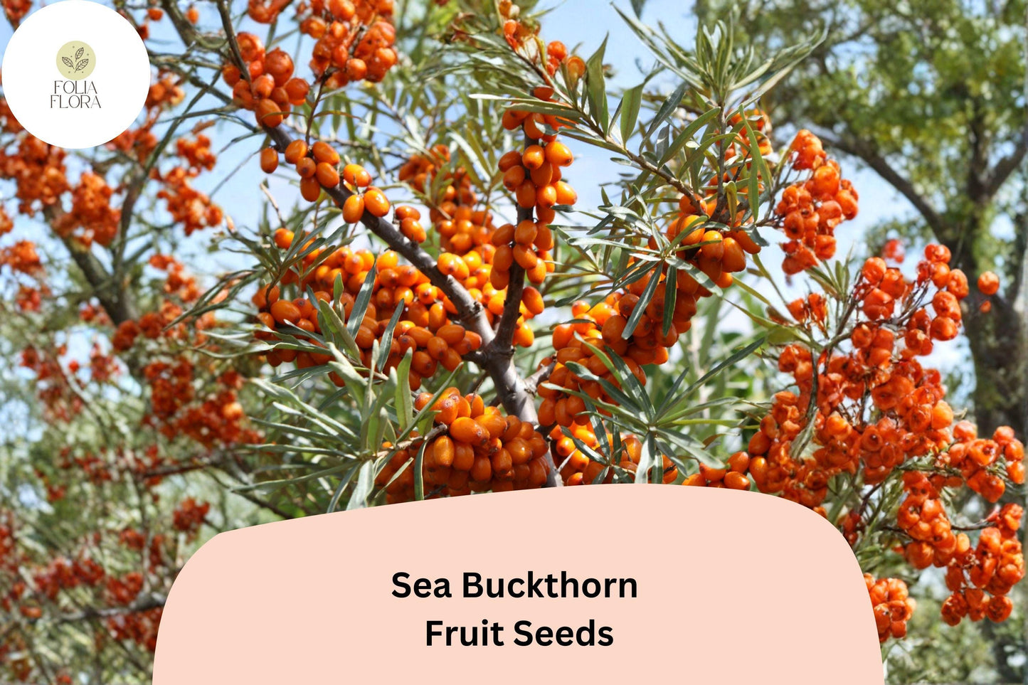 Sea Buckthorn Seeds (Hippophae rhamnoides) - 20 Premium Seeds for Hardy Shrub with Bright Orange Berries