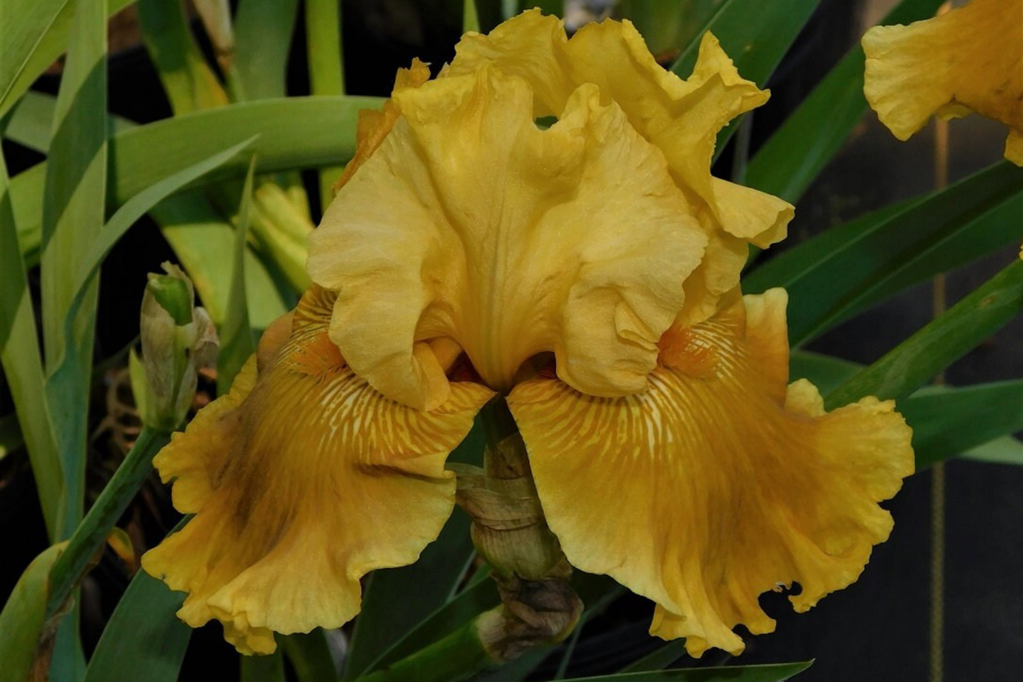 Oregon Firestorm Iris Quart Pot - Yellow Reblooming Perennial, Drought & Deer Resistant, Zones 3-10, Bearded Iris Plant