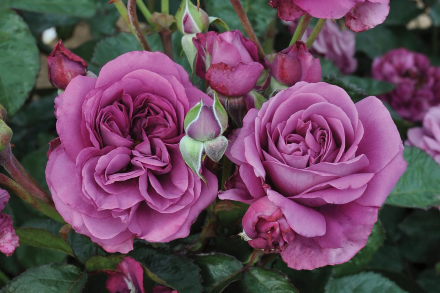 Plum Perfect™ Rose - 1.5 Gal Potted Floribunda with Purple Double Blooms, Reblooming, Heat & Humidity Tolerant, Own-Root, Zones 5-10