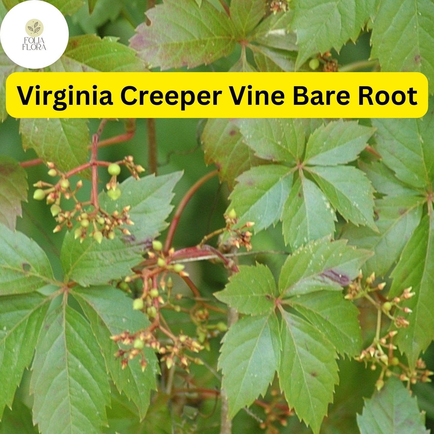 5 Virginia Creeper Vines Bare Root Perennials - Fast-Growing Climbing Plants for Fences & Walls