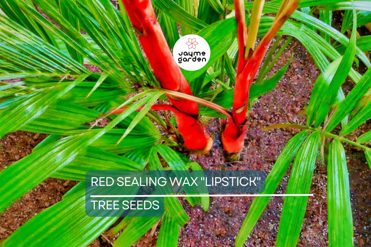 10 Red Sealing Wax Palm Seeds - Lipstick Palm (Cyrtostachys Renda) - Rare Tropical Indoor Plant, Exotic Container Palm Seeds