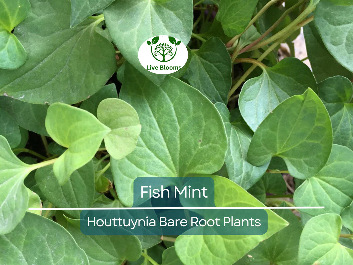 15 Live Bare Root Fish Mint Plants - Houttuynia Cordata Edible Asian Herb & Ground Cover