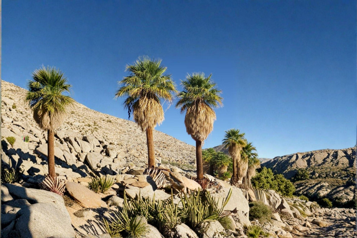 California Fan Palm Seeds - 5 Seeds - Washingtonia filifera - Drought Tolerant Desert Palm for Warm Climates
