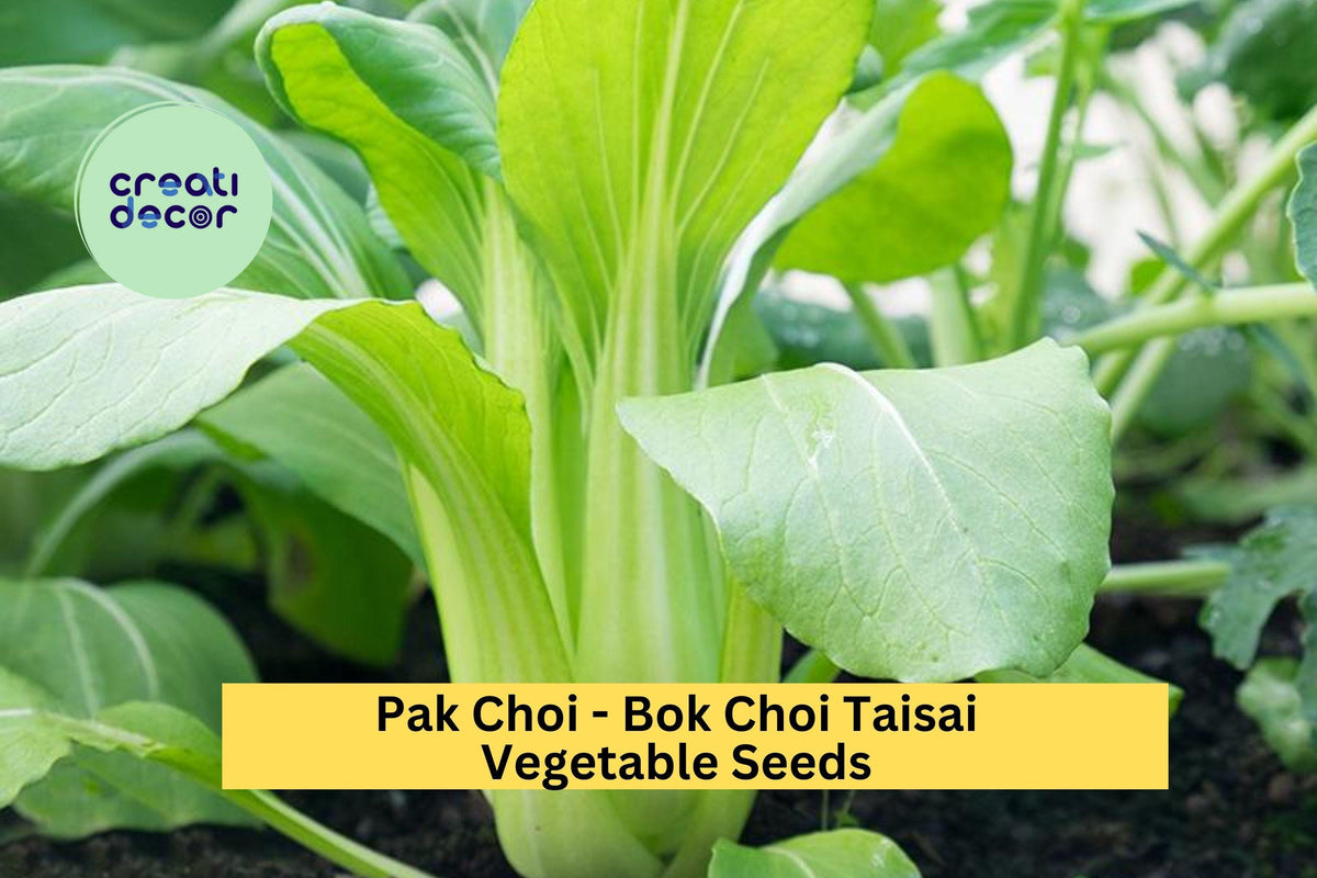 Bok Choi Taisai Seeds - 3pcs x 500mg - Brassica rapa subsp. chinensis - Crisp Asian Greens for Garden, Raised Beds, or Containers