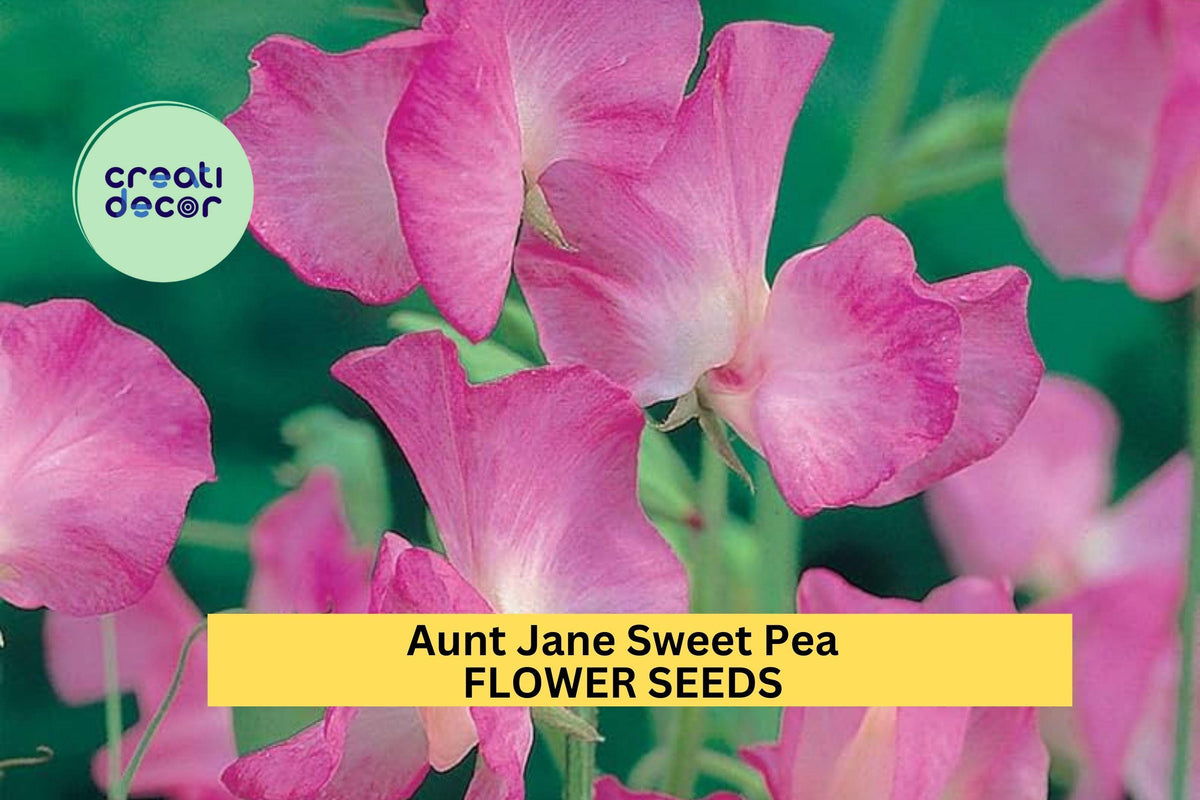 50+ Aunt Jane Sweet Pea Seeds – Soft Pink Fragrant Climbing Vines for Trellises & Bouquets