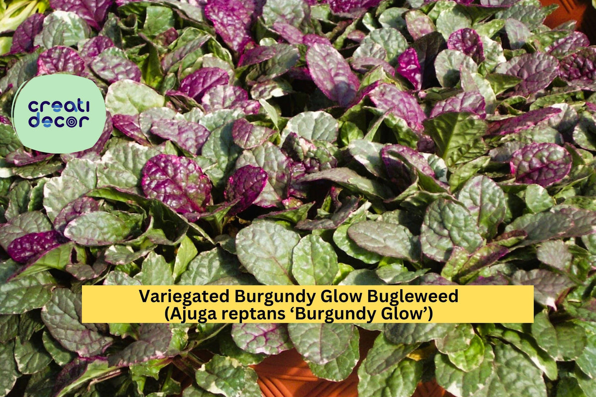 Burgundy Glow Bugleweed Live Plant - Variegated Groundcover with Pink, Cream, Green Foliage - Ajuga reptans ‘Burgundy Glow’