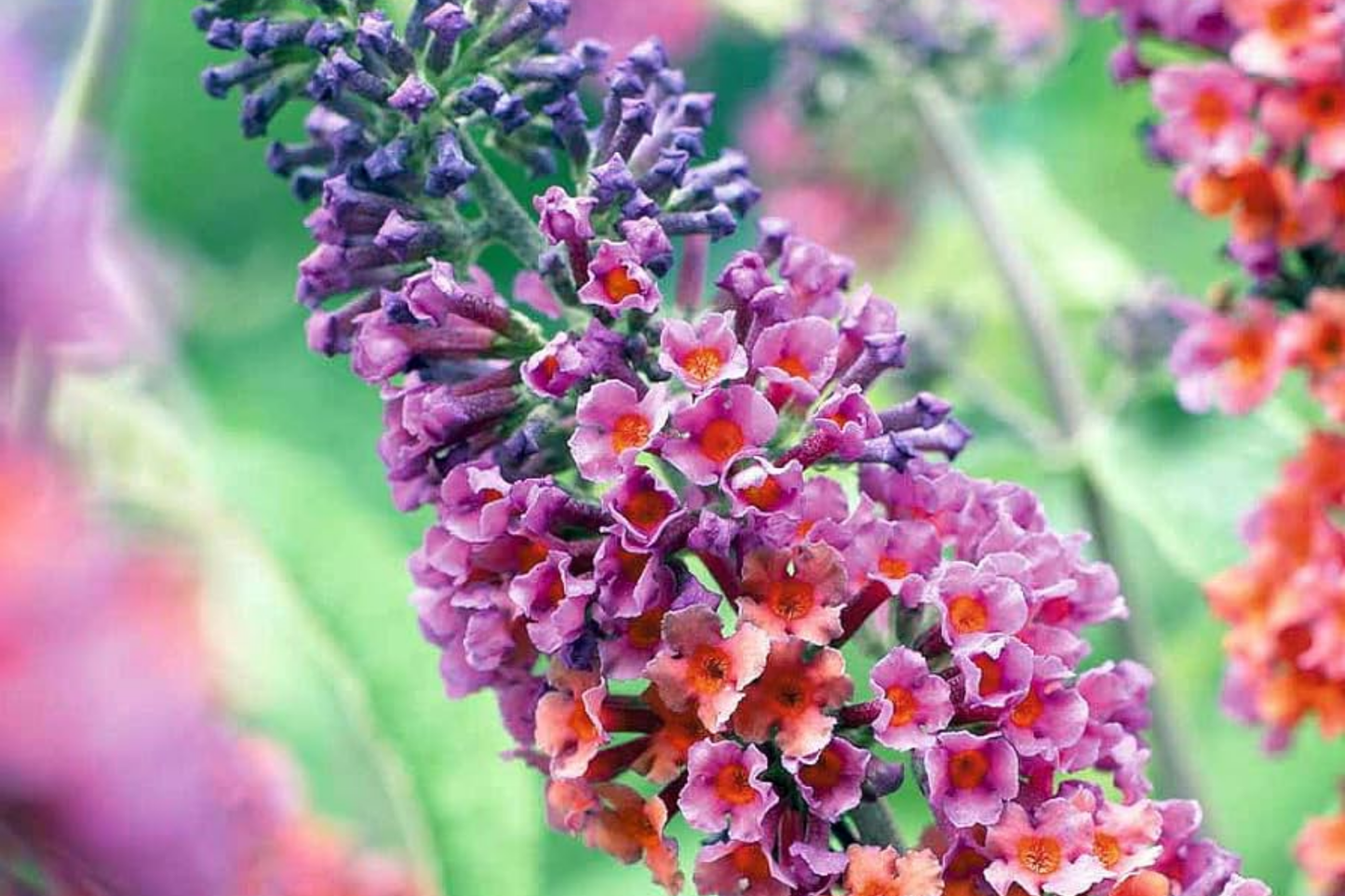 Bicolor Butterfly Bush Live Starter Plants, Drought-Hardy Fragrant Shrubs, Butterfly Magnet, Buddleia, Pollinator-Friendly Garden