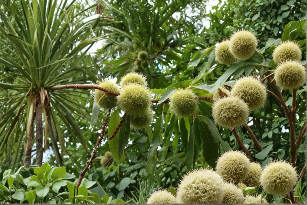 Chinese Chestnut Live Plants 2ft Tall - Edible Nut Tree (Castanea mollissima) for Gardens and Orchards - 2 Pack