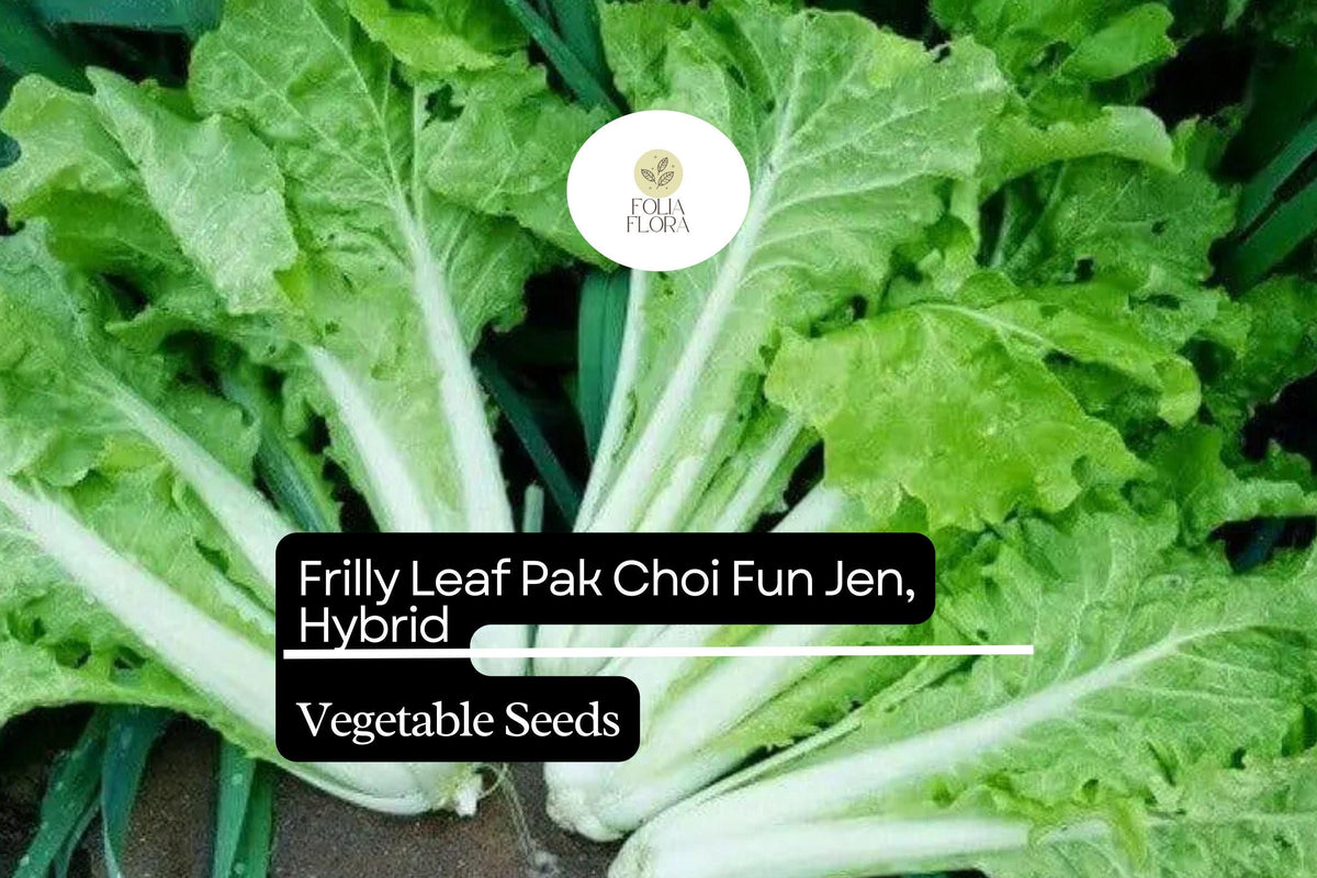 Frilly Leaf Pak Choi Fun Jen Seeds 500mg | Hybrid Brassica rapa | Non-GMO Asian Greens | Crisp Tender Leaves for Salads & Stir-fries