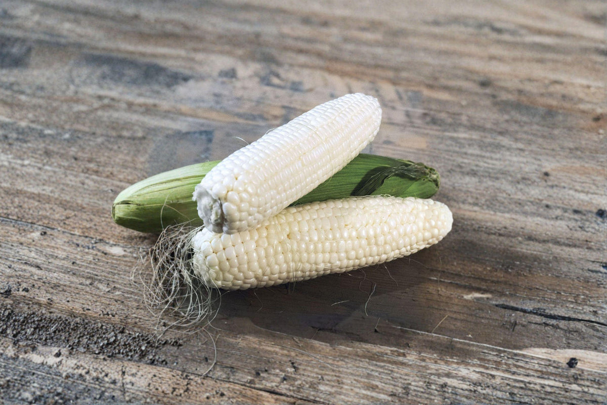 Sweet Corn Seeds - 35 Count Silver Queen Hybrid - Zea mays - Classic White Sweet Corn with Tender Kernels for Home Gardens