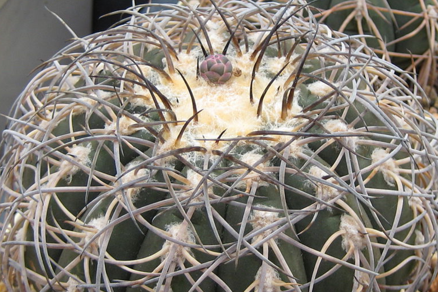 Gymnocalycium spegazzinii armatum cactus - Live Succulent Plant, Rare, Hardy, Twisted Spines, 3-4 cm Tall, Drought Tolerant, Indoor or Patio