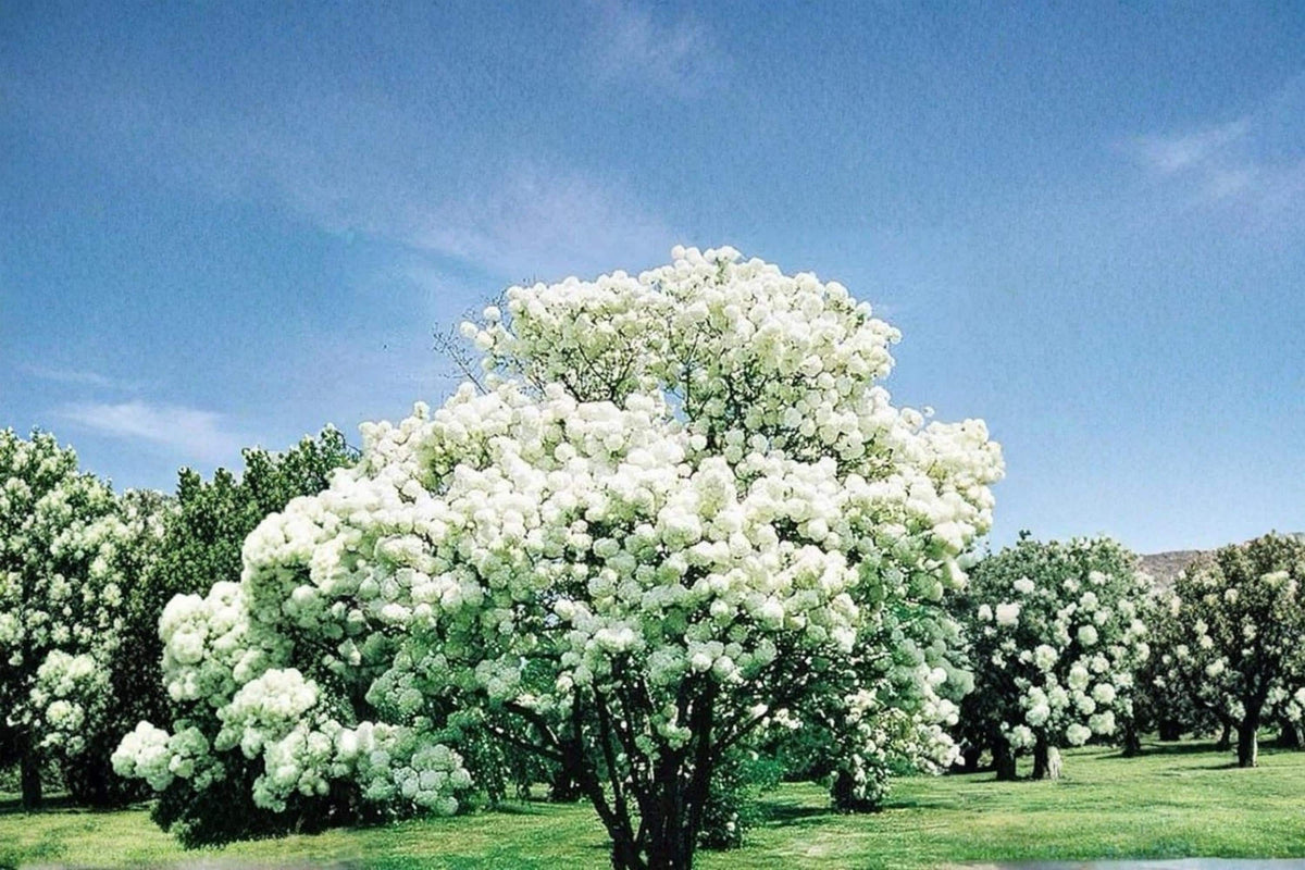 Snowball Bush Live Plant 2ft White Flowering Shrub Viburnum opulus 'Roseum' Deciduous Ornamental Garden Plant