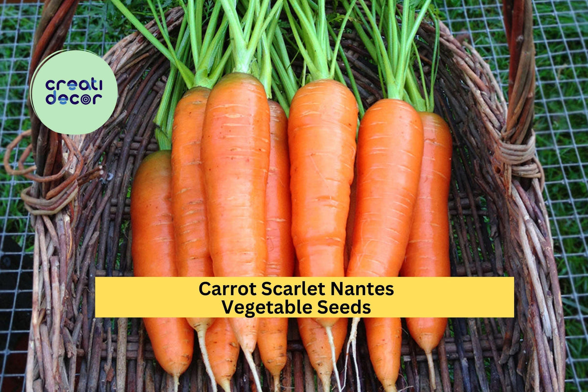 Scarlet Nantes Carrot Seeds 3pcs x 1g - Heirloom Orange Root Vegetable for Garden Beds & Containers (Daucus carota subsp. sativus)