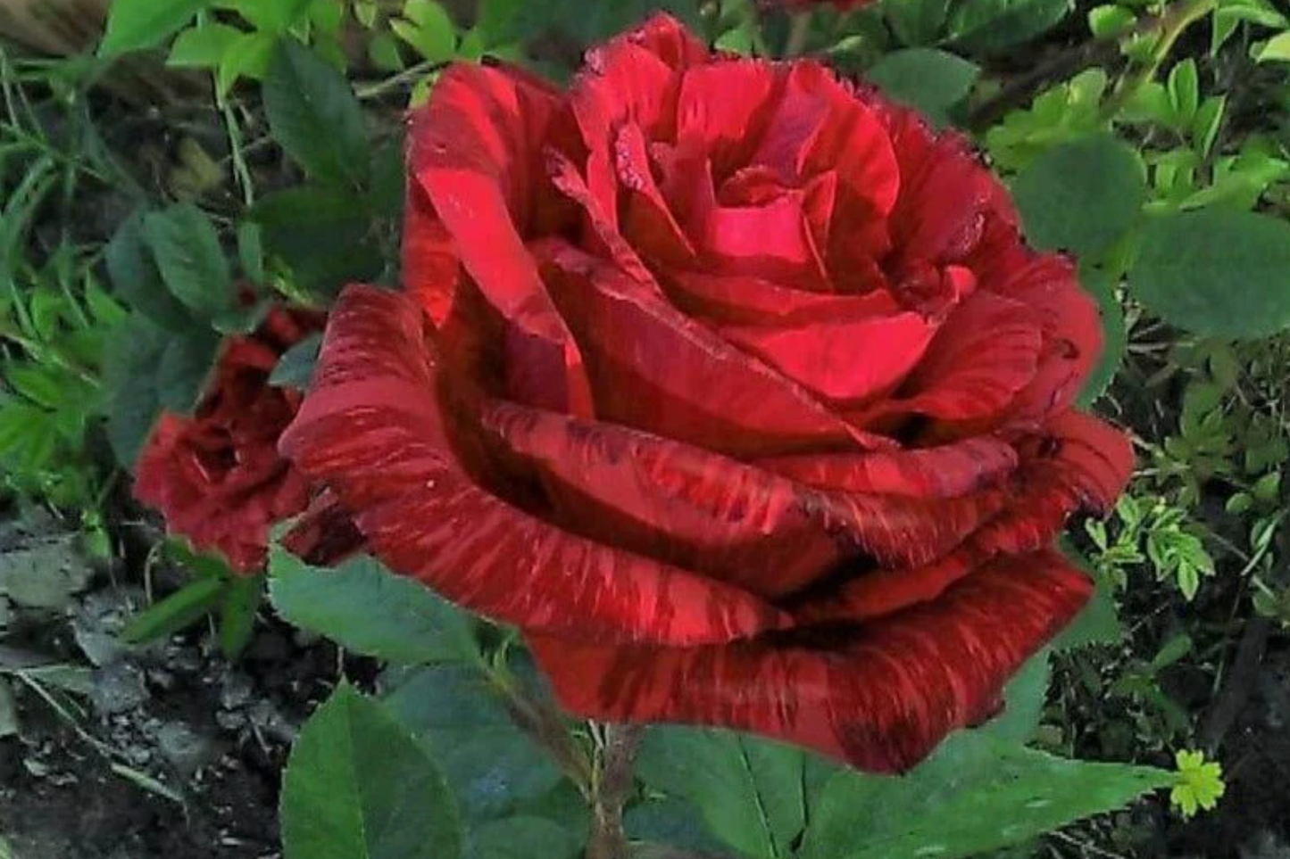 Super Rare Red Intuition Grandiflora Rose Cuttings β Unrooted Grafting or Rooting Starter Plant, Vibrant Red Blooms