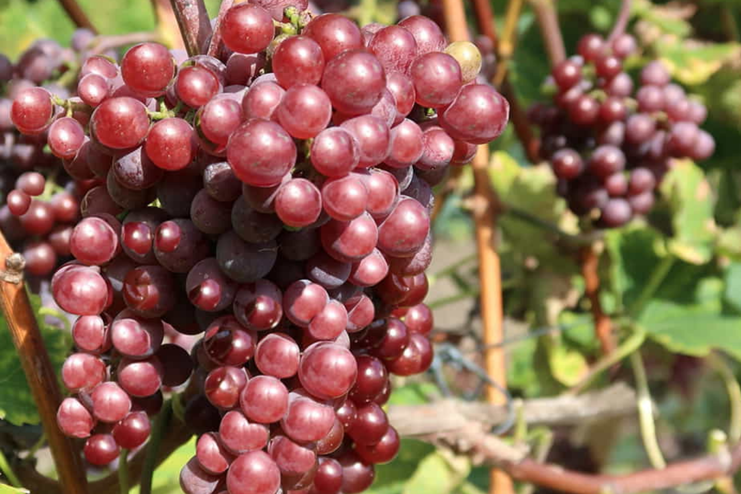 Catawba Grape Vine Cuttings - 7 Fresh 10" Stem Clippings for Rooting & Grafting - Vitis labrusca 'Catawba' Fruit Vine