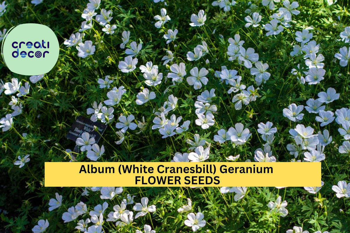 25+ White Cranesbill Geranium Seeds - Geranium clarkei ‘Album’ - Shade-Tolerant Perennial for Groundcover & Borders