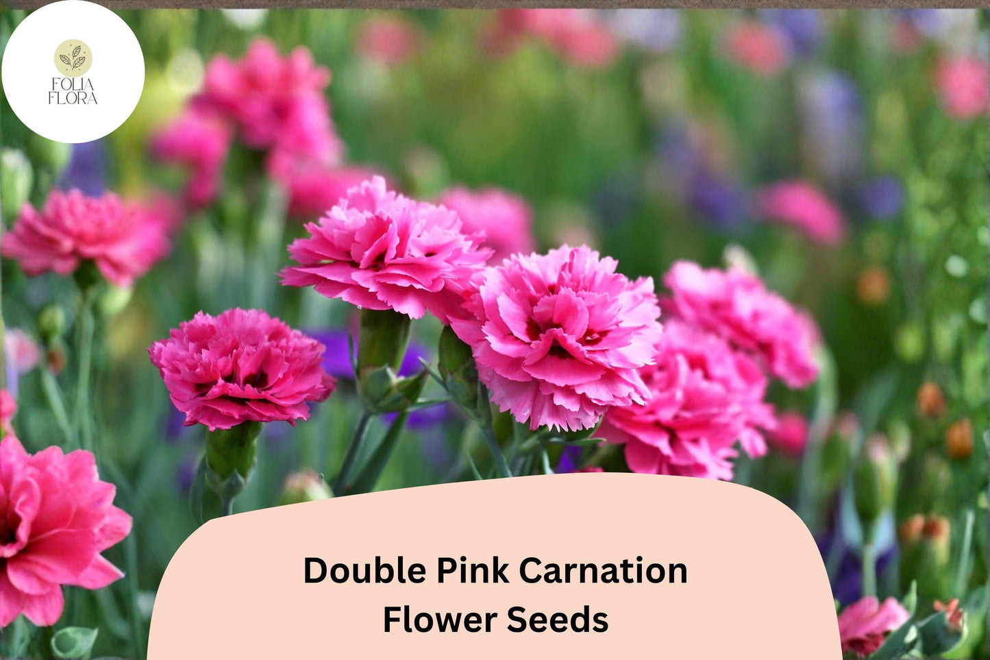 200+ Double Pink Carnation Seeds - Frilled, Hardy, Fragrant Perennial Flowers for Gardens & Borders