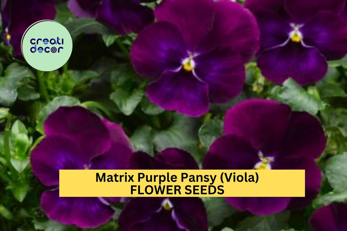 200+ Matrix Purple Pansy Seeds – Cold-Hardy Deep Violet Annuals for Borders, Beds & Pots