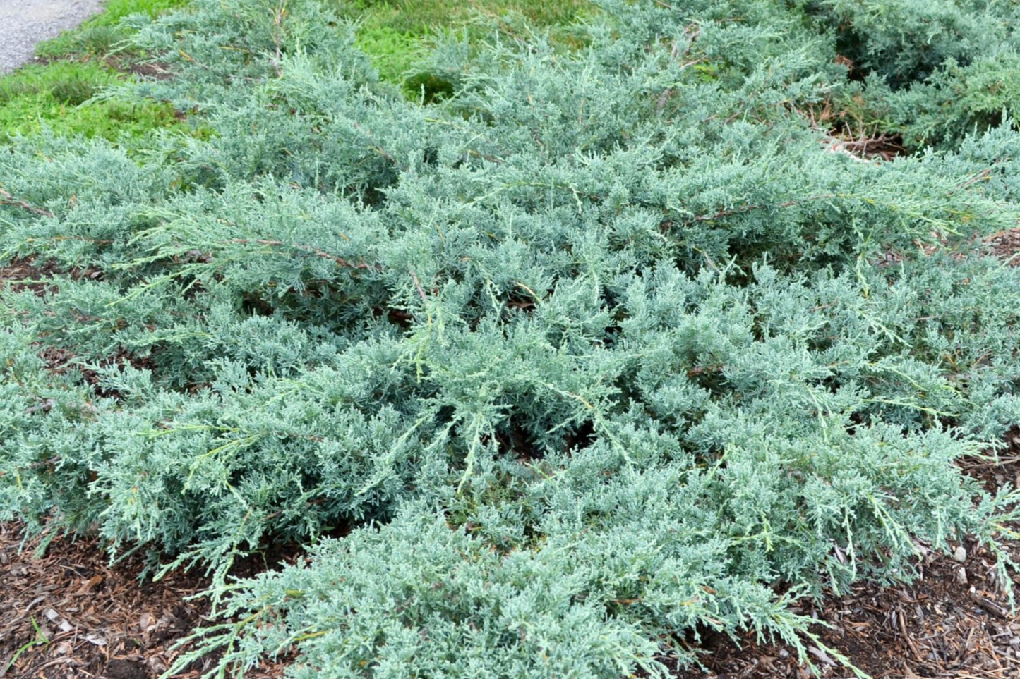 10 Fresh Grey Owl Juniper Cuttings - Silvery Grey Evergreen Shrub, Drought Tolerant, Spreading Juniper, Juniperus virginiana