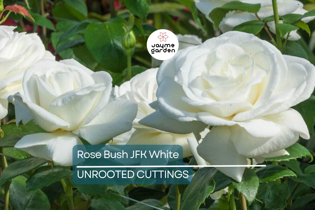 JFK White Rose Bush Cuttings, 6” Unrooted, Pure White Hybrid Tea Rose, Rosa JFK, Licorice Fragrance, Double Blooms, USDA Zones 7-10