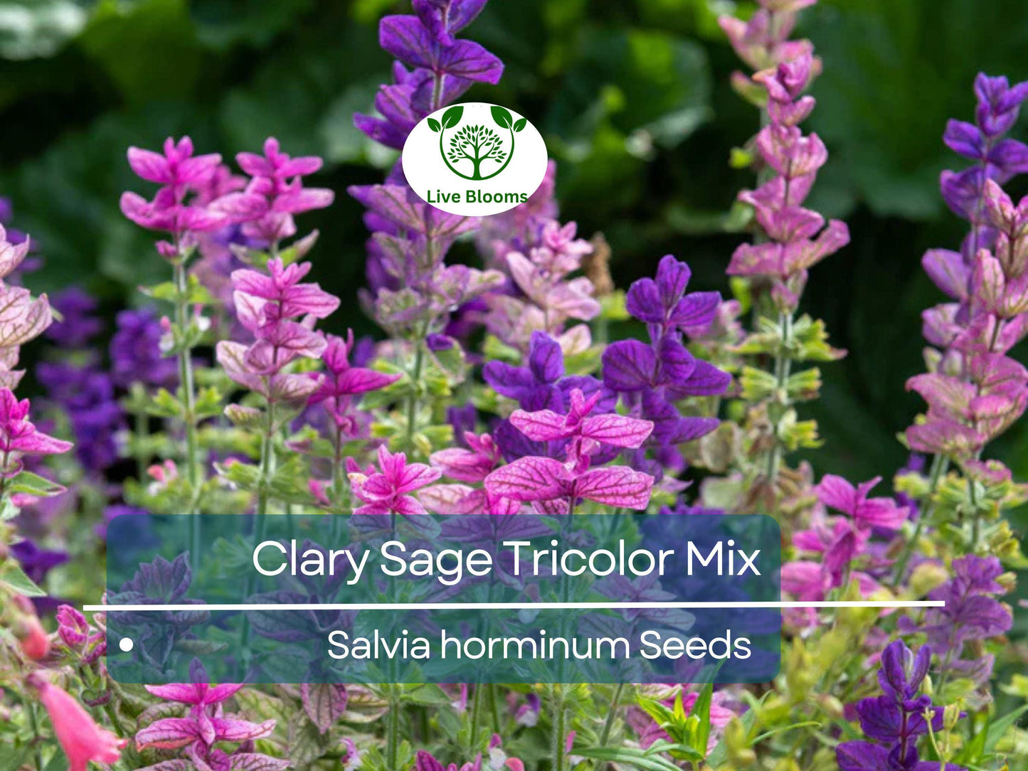 200 Clary Sage Tricolor Mix Seeds - Non-GMO Native Wildflower with Vibrant Pollinator-Friendly Blooms