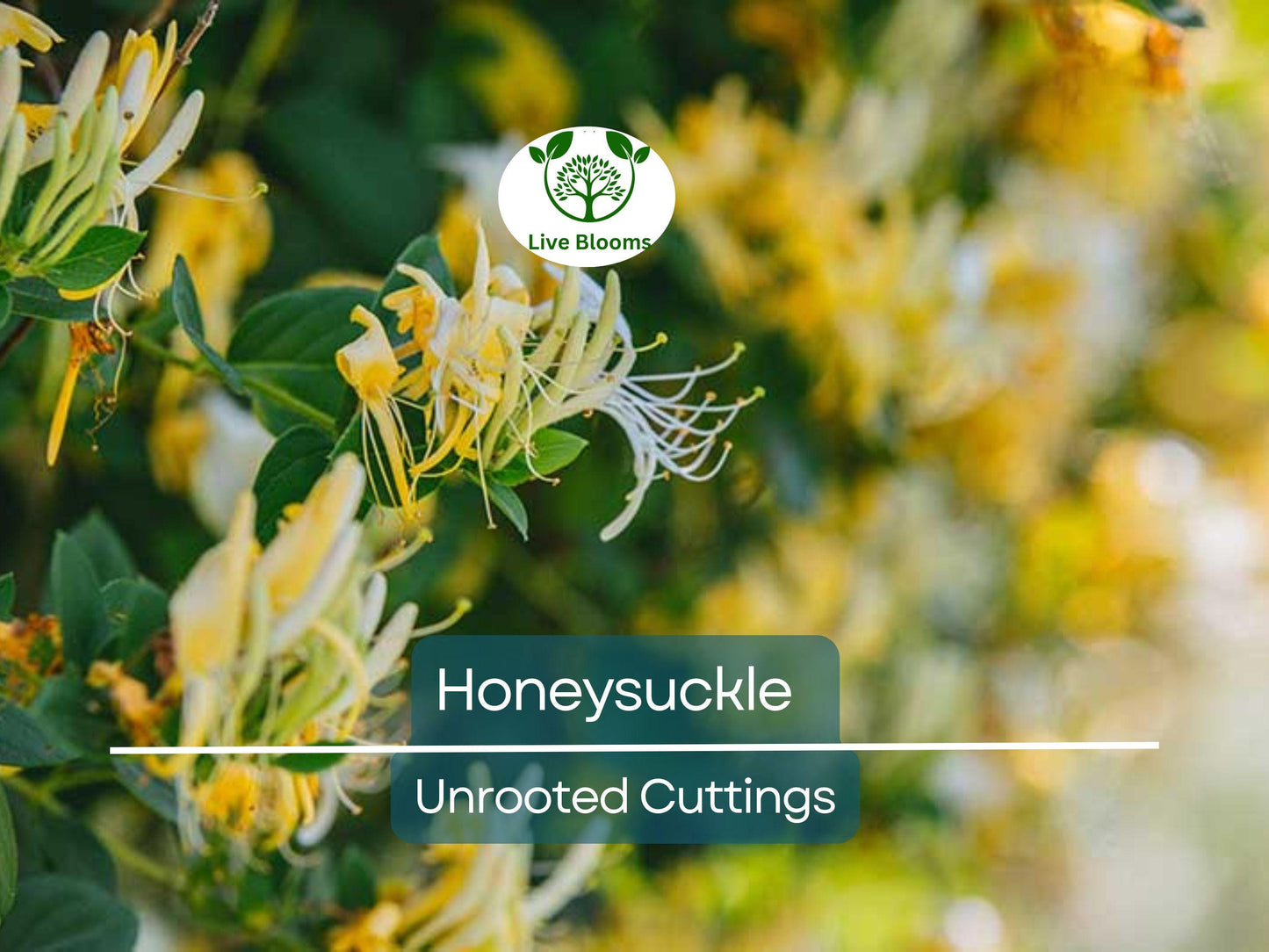 6 Honeysuckle Plant Unrooted Cuttings - Lonicera Sweet-Scented Flowering Vine, Easy to Grow