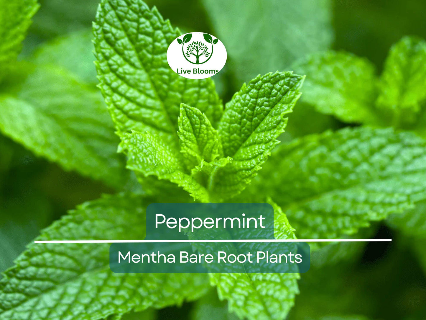 5 Peppermint Plants Live Bare Root Rau Thom Pudina Mint Fast-Growing Culinary Herb for Garden or Pots